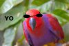 Parrot Leader.jpg