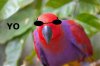 Parrot Leader.jpg