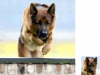 dogtraining_preview.png