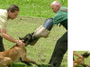 dogtraining2_preview.png