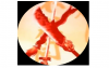 icona.png
