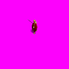 Vic_.gif