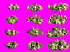 reuro.gif