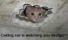 ceilingcatkludge.jpg