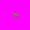 Calot-Prev.gif
