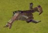 Crysis_VTOL_InGame1.jpg