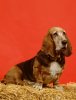 080708_flash_dogs_445x580.jpg