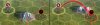 longbow12.jpg