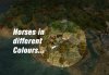 Civ4ScreenShot_horses.jpg