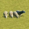 Cloning_Sheep.jpg