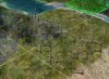 LM_BurntForest.jpg