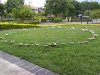 250px-Fairy_ring_on_a_suburban_lawn_100_1851.jpg