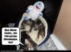 yeti-can-has-cheezburger.jpg