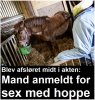 horse.jpg