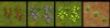 flowers.jpg