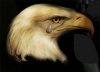 eagle-tear.jpg