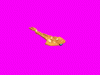 galor.gif