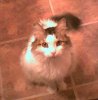 fluffy001.jpg