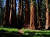 sequoia.jpg