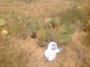 Cactus yeti.jpg