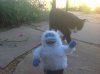 Cat and Yeti.jpg