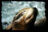 001_seaworld-seal.jpg