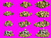 rprev.gif