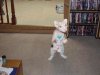 catback.jpg
