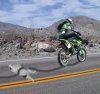 roadkill.jpg