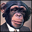 chimpsuit.jpg