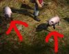 pig.jpg