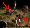 bison.jpg