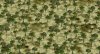savanna2.jpg