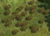 Pomegranates.jpg