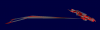elfarchernexusviewer.png