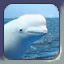 beluga test button.jpg