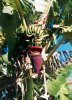 banana_flower.jpg