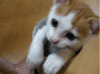 1414646967596.gif