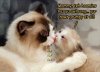 grumpy-cat-&-kitten2.jpg