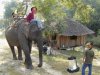 elephantride.jpg