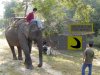 elephantride.jpg