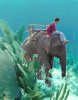 elephant.jpg