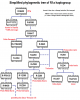 R1a tree.png
