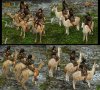 llamaarchercomp.jpg