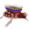 TurtlePIC.gif