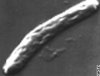 botulinum.jpg