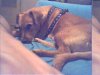 mydog.jpg