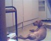 mydog2.jpg