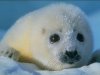 seal.jpg