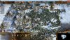 TS1 Wildling.jpg
